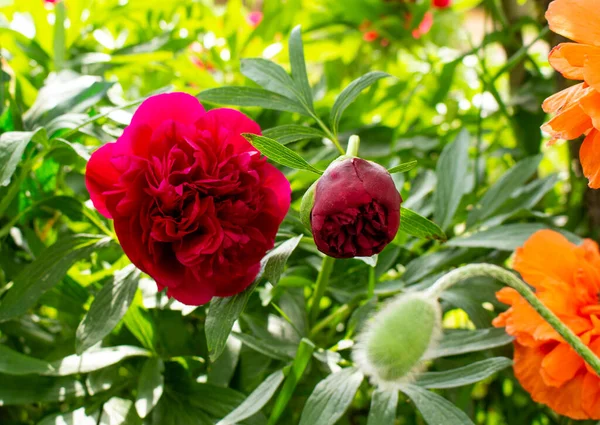 Pivoines Roses Fleuries Sur Fond Feuilles Vertes Floues Dans Jardin — Photo