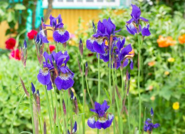 Mor ve mavi süsen çiçekleri yeşil bahçe arka planına yakın çekim yaparlar. Güneşli bir gün. Bir sürü süsen çiçeği. Bahçede mavi ve mor zambaklar yetişiyor.