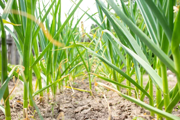 若いタマネギのベッドは 列に植えられます 庭の緑のタマネギの苗木 野菜の自家栽培 — ストック写真