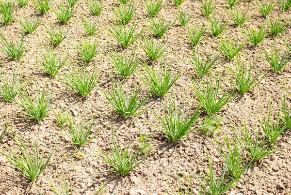 Beds with young onions, planted in rows. Saplings of green onions in the garden. Home growing vegetables.