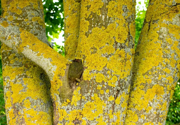 Bir Ağacın Gövdesi Turuncu Yeşil Gri Gibi Çok Renkli Noktalarla — Stok fotoğraf