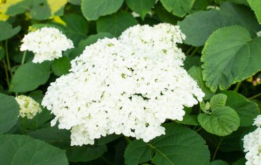 Çiçek açmış beyaz bir ortanca bitkisinin güzel tomurcukları. Bahçede büyüyorlar..