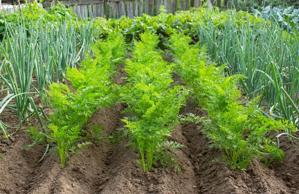 夏の日に自宅の庭のベッドで成長しているタマネギとニンジンの植物。緑の野菜のパッチ. — ストック写真