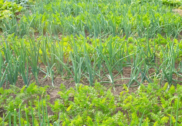 夏の日に自宅の庭のベッドで成長しているタマネギとニンジンの植物。緑の野菜のパッチ. — ストック写真