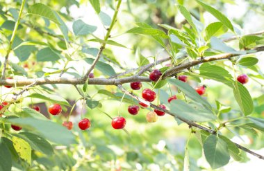 Kiraz ağacından sarkan olgun kirazlar. Kiraz bahçesinde gün ışığı.