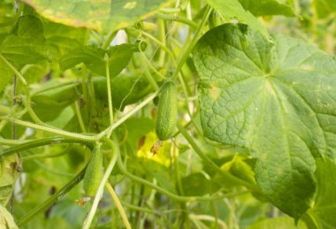 Serada büyüyen çiçekli küçük bir salatalık..