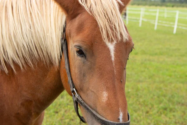 牧草地を美しい馬が歩いている 馬の肖像画茶色の馬 — ストック写真