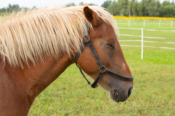 牧草地を美しい馬が歩いている 馬の肖像画茶色の馬 — ストック写真