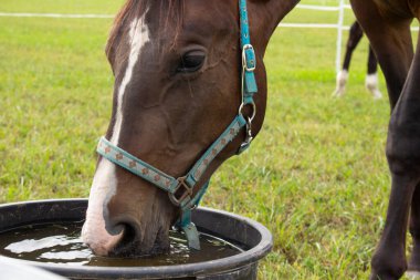 Çiftlikteki çayırda otlayan güzel kahverengi at. Yeşil çimenlikteki at.
