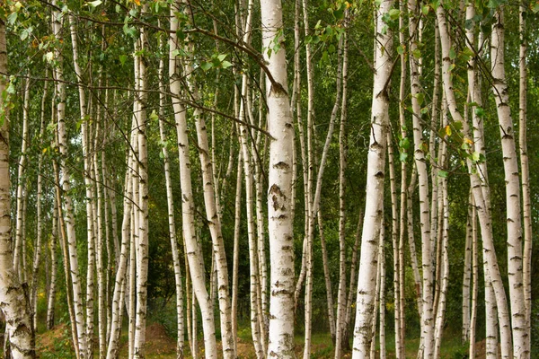 Bosque Abedul Verano Cerca Fondo Natural Concepto Naturaleza — Foto de Stock