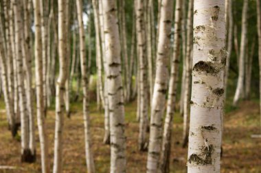 Yaz huş ağacı ormanı kapanır. Doğal arka plan. Doğa konsepti.