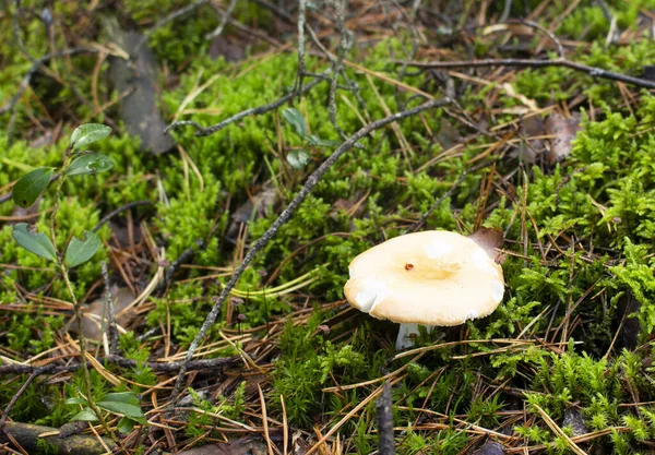 Den Vilde Champignon Russula Vokser Skoven Blandt Det Grønne Mos - Stock-foto