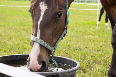 Çiftlikteki çayırda otlayan güzel kahverengi at. Yeşil çimenlikteki at.