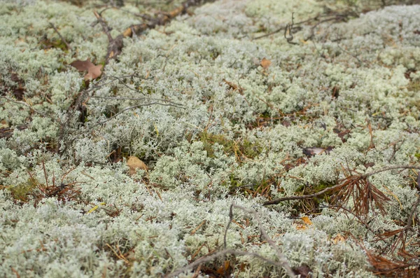 Dickicht Einem Dichten Wald Moosiger Waldhintergrund Waldmoos Wilde Natur — Stockfoto