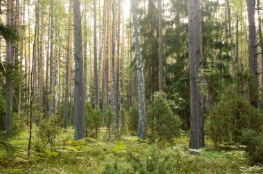 Orman ağaçları güneş ışığıyla aydınlatılır. Orman Ormanı. Doğal doğa..