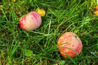 Çimlerin üzerinde kırmızı elmalar. Sonbahar arkaplanı - meyve bahçesindeki yeşil çimlerin üzerine düşen kırmızı elmalar.