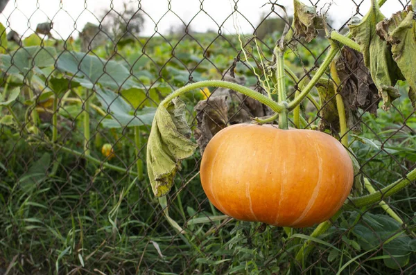 Grande zucca arancione sullo sfondo di una vecchia recinzione, in una soleggiata giornata estiva o autunnale, all'aperto. — Foto Stock