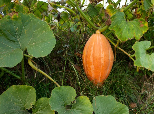 Grande zucca arancione sullo sfondo di una vecchia recinzione, in una soleggiata giornata estiva o autunnale, all'aperto. — Foto Stock