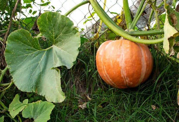 Großer Orangefarbener Kürbis Auf Dem Hintergrund Eines Alten Zauns Einem — Stockfoto