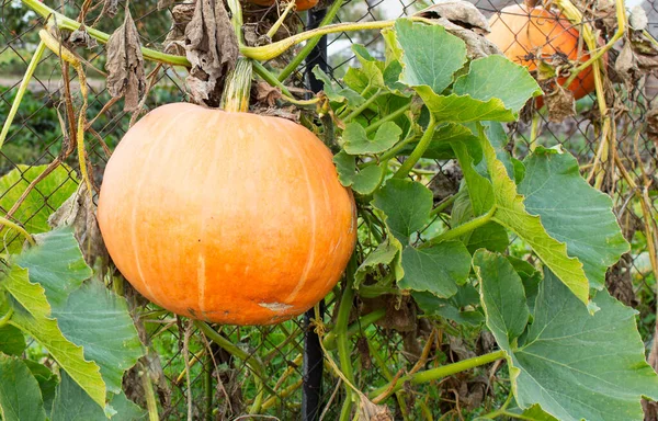 Grande Zucca Arancione Sullo Sfondo Una Vecchia Recinzione Una Soleggiata — Foto Stock