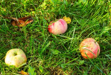 Çimlerin üzerinde kırmızı elmalar. Sonbahar arkaplanı - meyve bahçesindeki yeşil çimlerin üzerine düşen kırmızı elmalar. Bahçedeki çimlerde taze kırmızı elma. Üst görünüm.