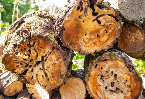 A cut apple tree stump eaten by tree beetles. Freshly cut tree stump, felling of trees.