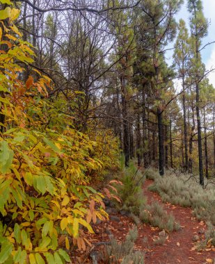 Sarı, kahverengi ve yeşil yapraklı çeşitli bitkilerle sonbahar manzarası küçük bir patika ve çok sayıda çam ağacı.
