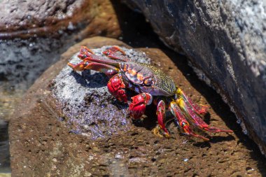 Kırmızı, sarı ve siyah bir yengecin yakın plan görüntüsü. Kahverengi bir kayanın üzerindeki yosun ile besleniyor..