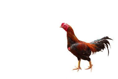 Beyaz izole Tay tavuk horoz
