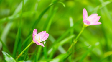 Zephyranthes rosea Lindl çiçek