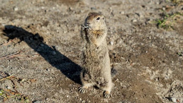 EVRAZHKA, an American ground squirrel. Kamchatka, Russia — Stock Photo, Image