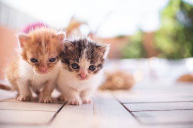 Bahçede oynayan yavru kedi yavrusu. Evcil hayvan, hayvan sever, kedi evlat edinen ve veterinerlik yapan.