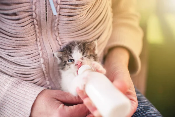 Chica Con Gatito Pequeño Gato Amamantando Bebiendo Leche Biberón Recién —  Fotos de Stock