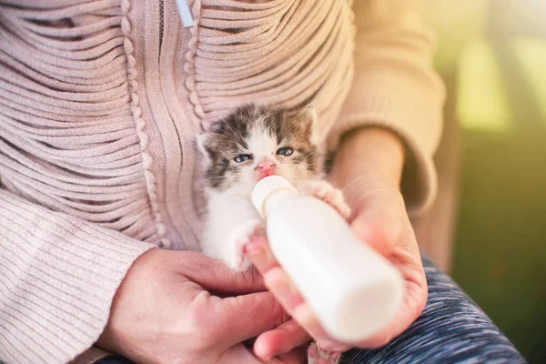 Flicka Med Kattunge Liten Katt Ammar Dricka Mjölk Från Utfodringsflaska — Stockfoto