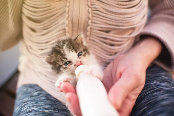 Flicka Med Kattunge Liten Katt Ammar Dricka Mjölk Från Utfodringsflaska — Stockfoto