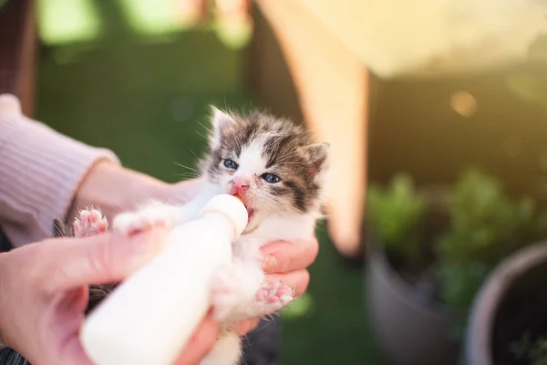 Meisje Met Kitten Kattenborstvoeding Drinkmelk Van Een Pasgeborene Dierminnaar Dierenarts — Stockfoto