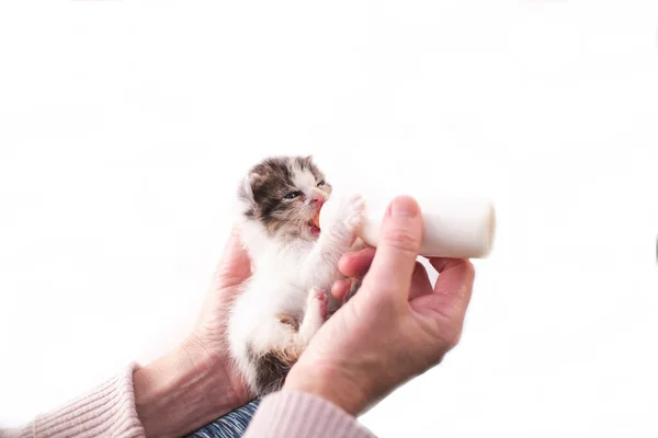 Ragazza Con Gattino Piccolo Gatto Che Allatta Seno Bere Latte — Foto Stock