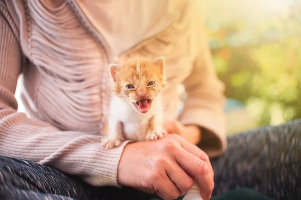 Piccolo Gatto Gattino Che Gioca Giardino All Aperto Animali Compagnia — Foto Stock