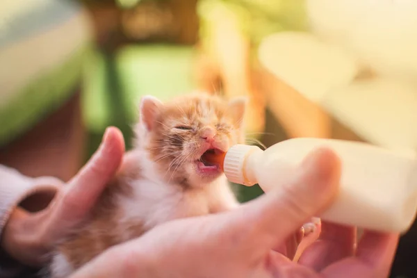 Menina Com Gatinho Pequeno Gato Amamentando Beber Leite Uma Mamadeira — Fotografia de Stock