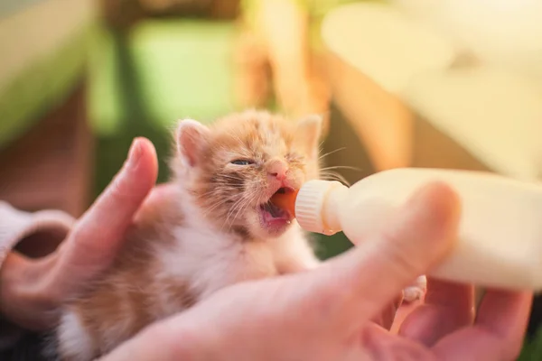 Menina Com Gatinho Pequeno Gato Amamentando Beber Leite Uma Mamadeira — Fotografia de Stock