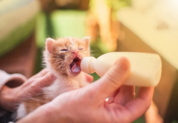 Flicka Med Kattunge Liten Katt Ammar Dricka Mjölk Från Utfodringsflaska — Stockfoto