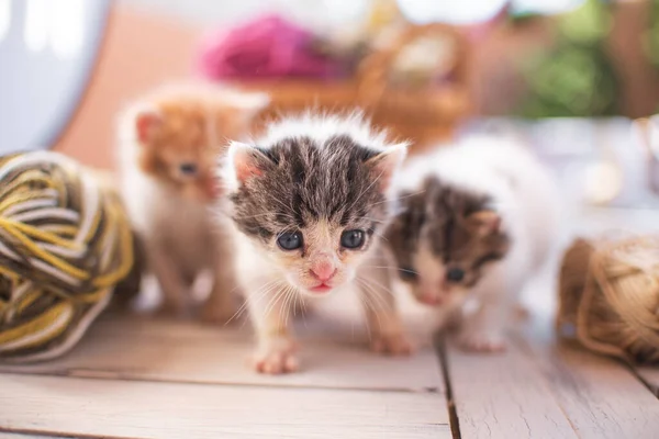 Piccolo Gatto Gattino Che Gioca Giardino All Aperto Animali Compagnia — Foto Stock