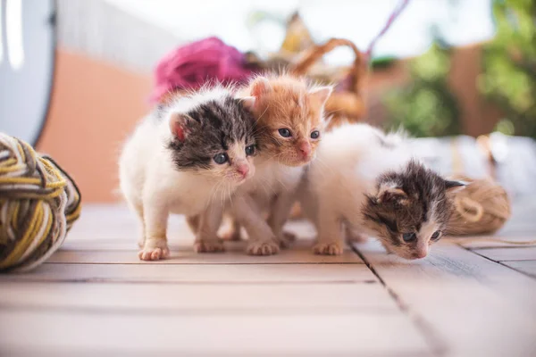 Pequeño Gatito Gato Jugando Jardín Aire Libre Mascotas Amante Los — Foto de Stock