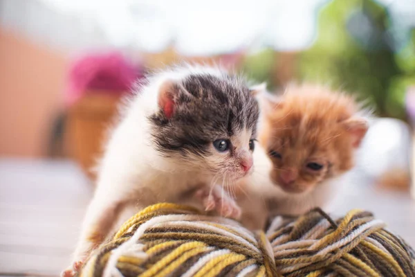 Piccolo Gatto Gattino Che Gioca Giardino All Aperto Animali Compagnia — Foto Stock