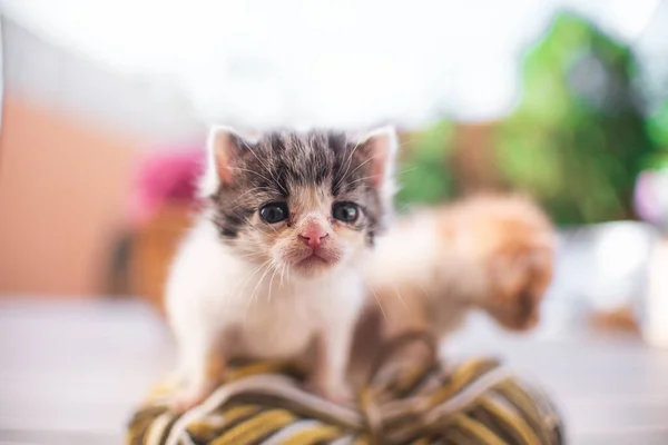 고양이 고양이 새끼가 정원에서 있습니다 애호가 고양이 수의사 — 스톡 사진