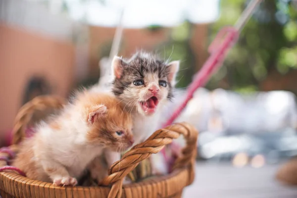 Piccolo Gatto Gattino Che Gioca Giardino All Aperto Animali Compagnia — Foto Stock