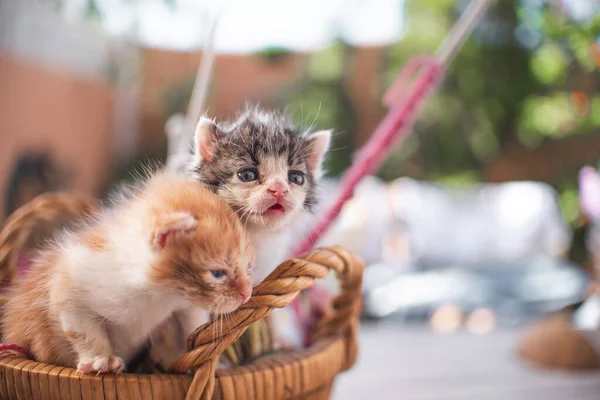 Piccolo Gatto Gattino Che Gioca Giardino All Aperto Animali Compagnia — Foto Stock