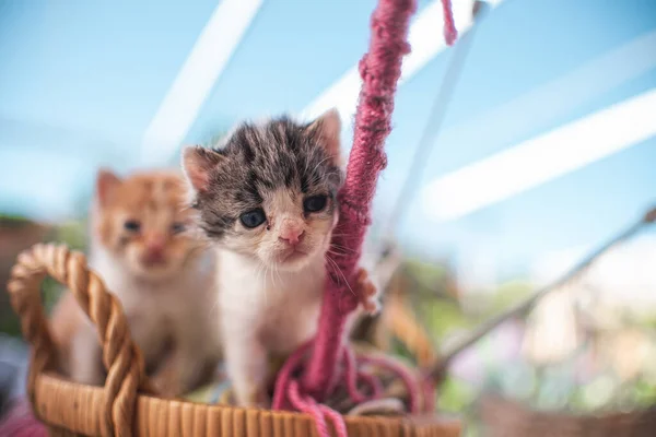 Piccolo Gatto Gattino Che Gioca Giardino All Aperto Animali Compagnia — Foto Stock