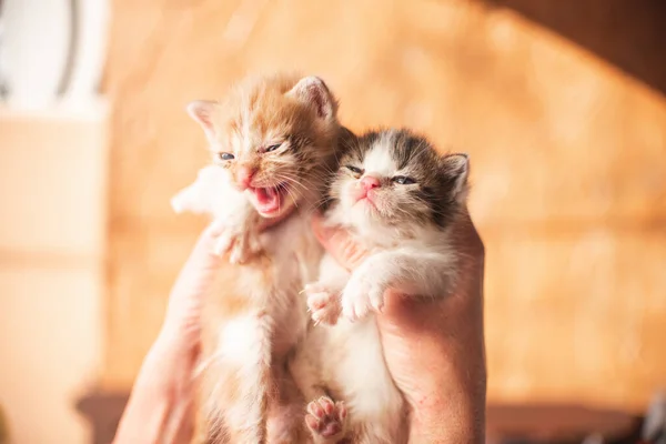 Piccolo Gatto Gattino Che Gioca Giardino All Aperto Animali Compagnia — Foto Stock