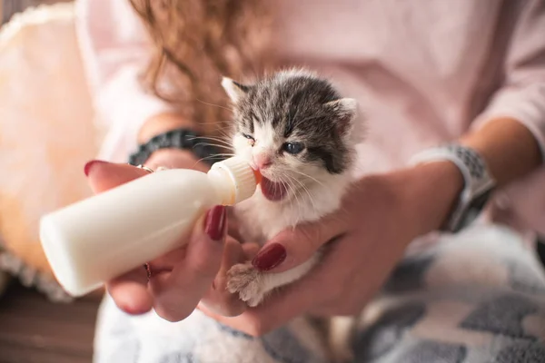 Egy Kiscicás Lány Szoptat Tejet Iszik Egy Cumisüvegből Állatbarát Állatorvos — Stock Fotó